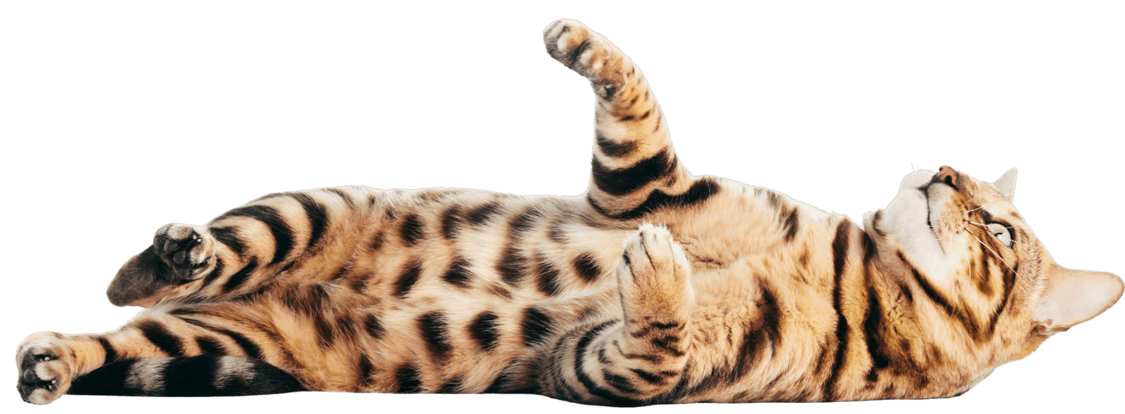 Chat assurance mutuelle