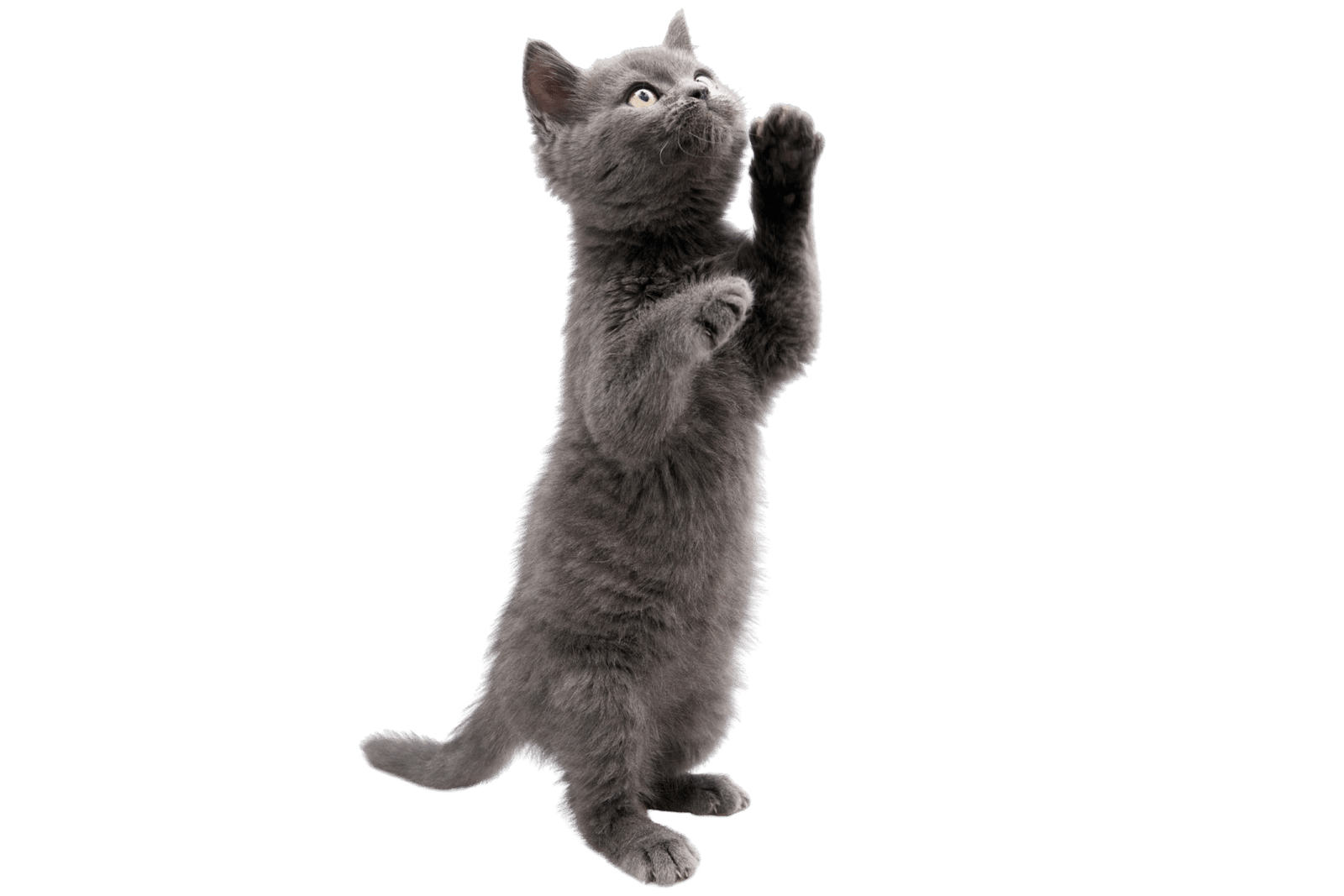 Chat mutuelle assurance